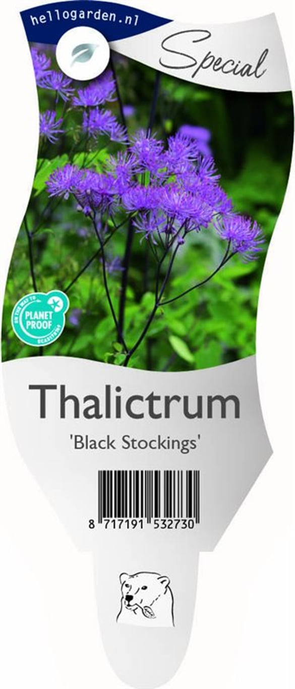 Thalictrum 'Black Stockings' - P11